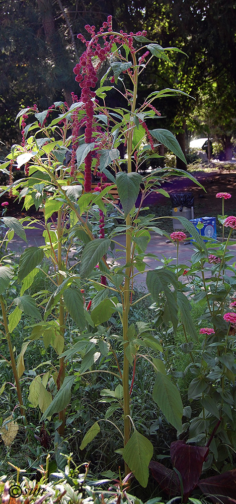 Image of Amaranthus caudatus specimen.