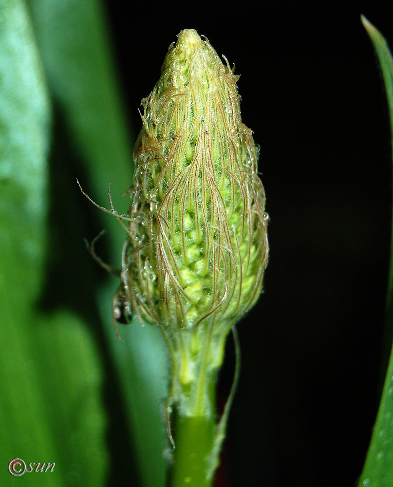 Image of Eremurus robustus specimen.