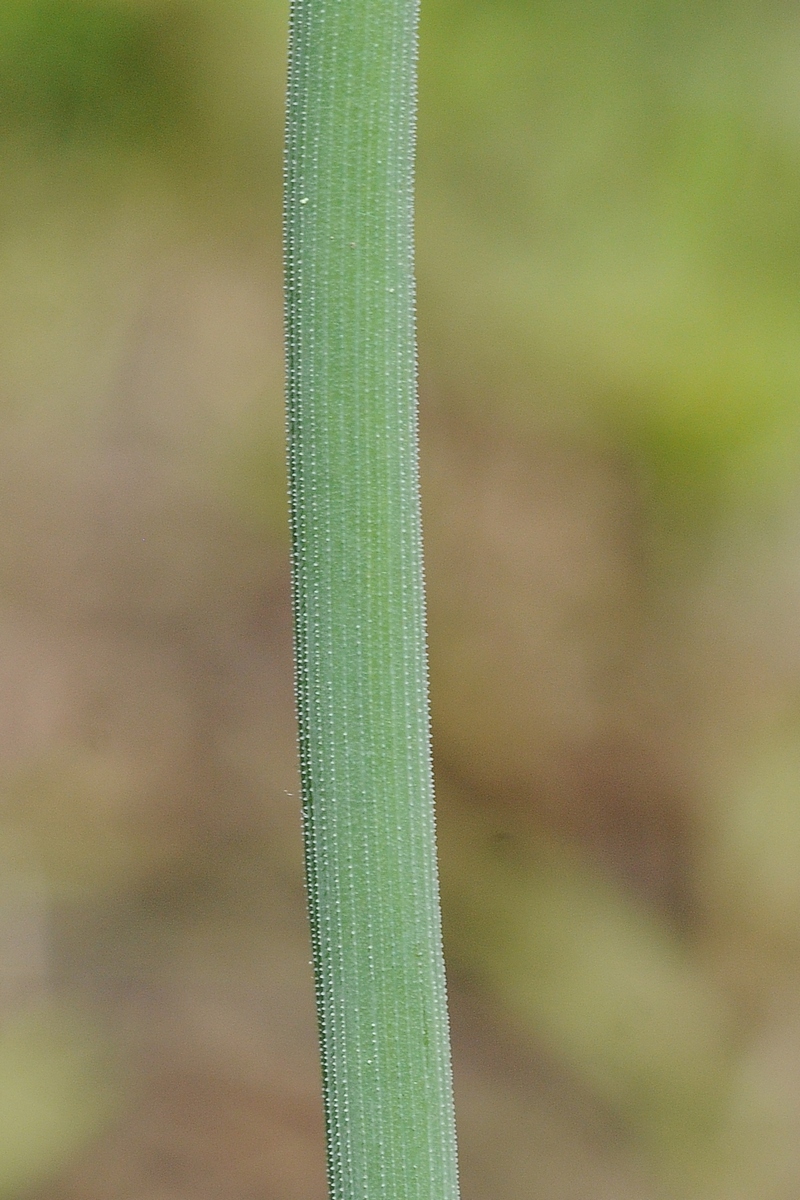 Image of Allium karelinii specimen.