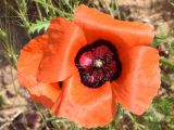 Papaver pavoninum