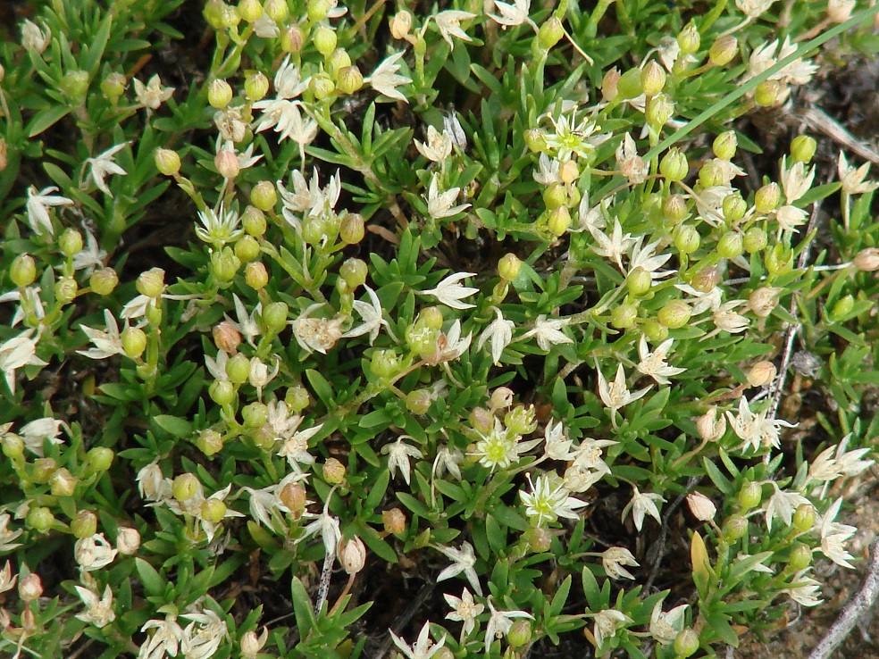 Image of Adenonema cherleriae specimen.