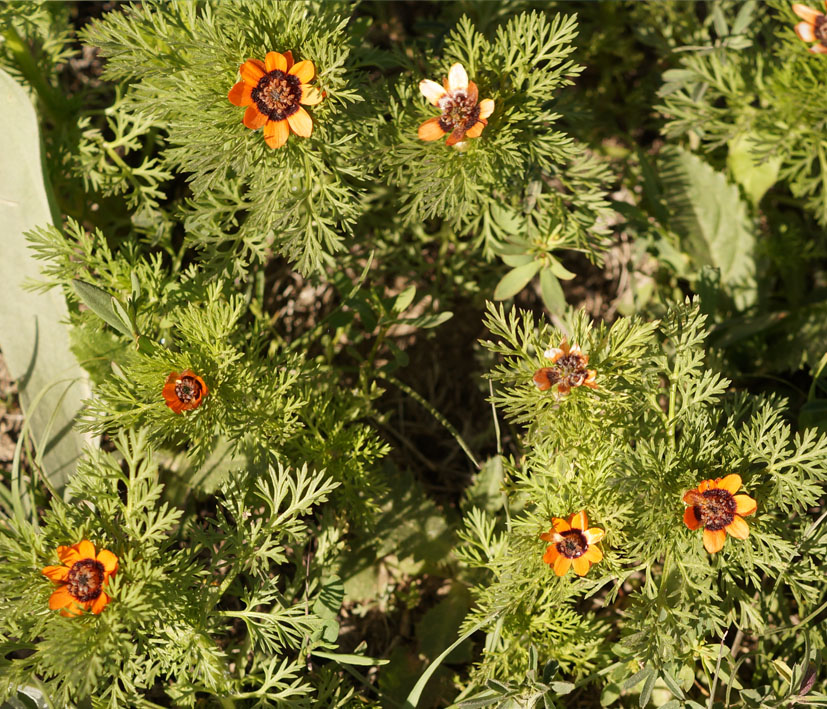 Image of Adonis parviflora specimen.