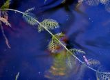 Utricularia vulgaris. Часть побега с ловчими пузырьками. Московская обл., Шатурский р-н, окр. пос. Туголесский Бор, торфяное озеро. 08.08.2014.