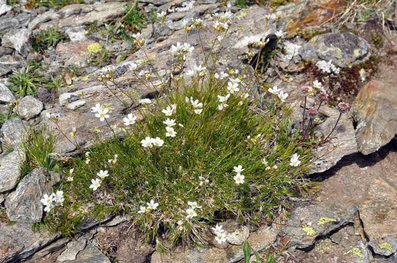 Image of Eremogone lychnidea specimen.