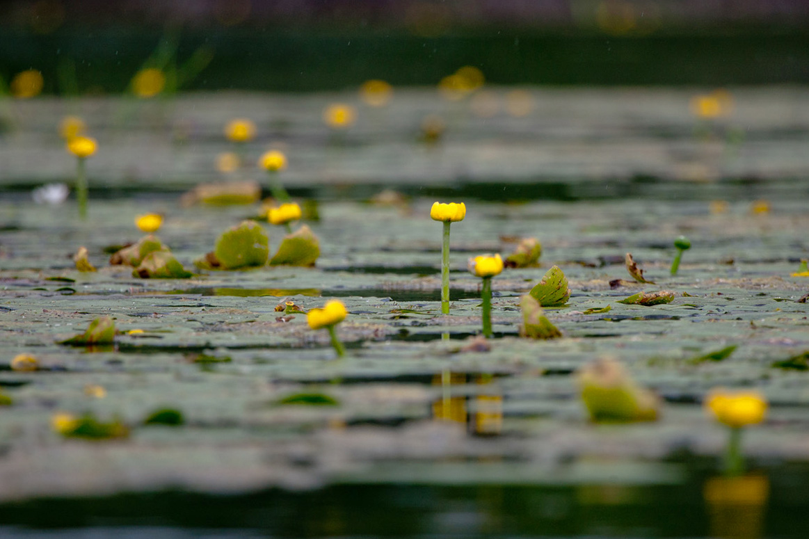 Image of Nuphar lutea specimen.