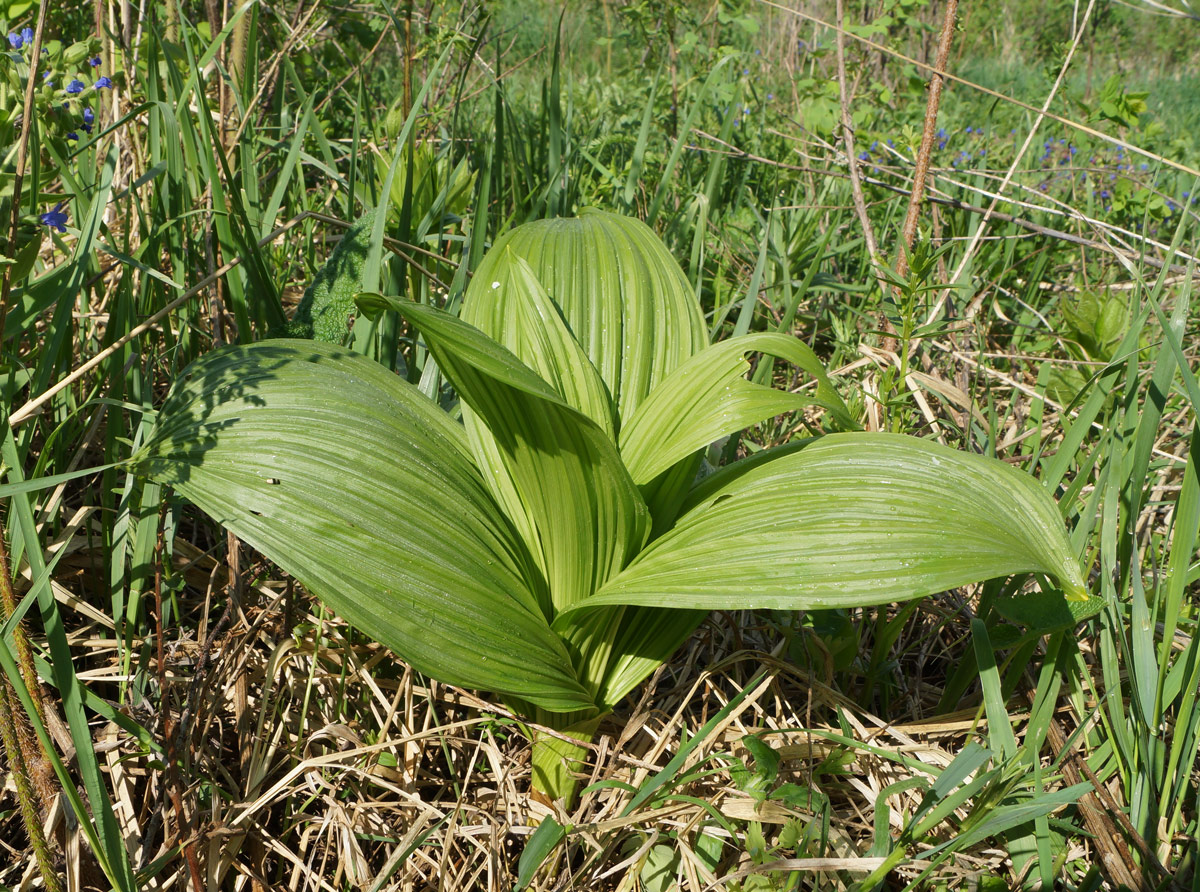 Image of Veratrum nigrum specimen.