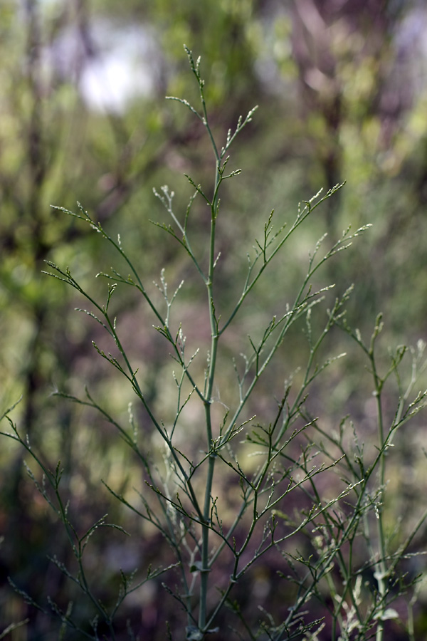 Image of Limonium reniforme specimen.