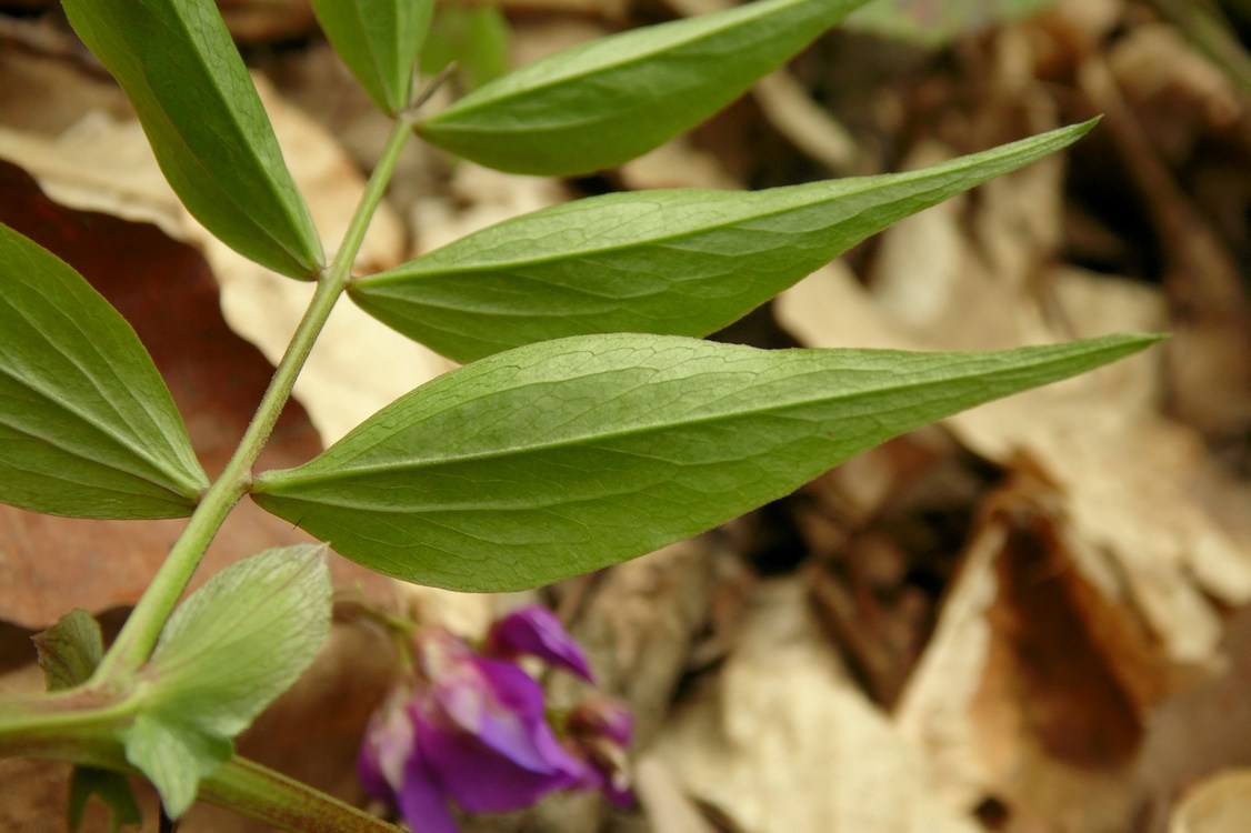 Изображение особи Lathyrus vernus.