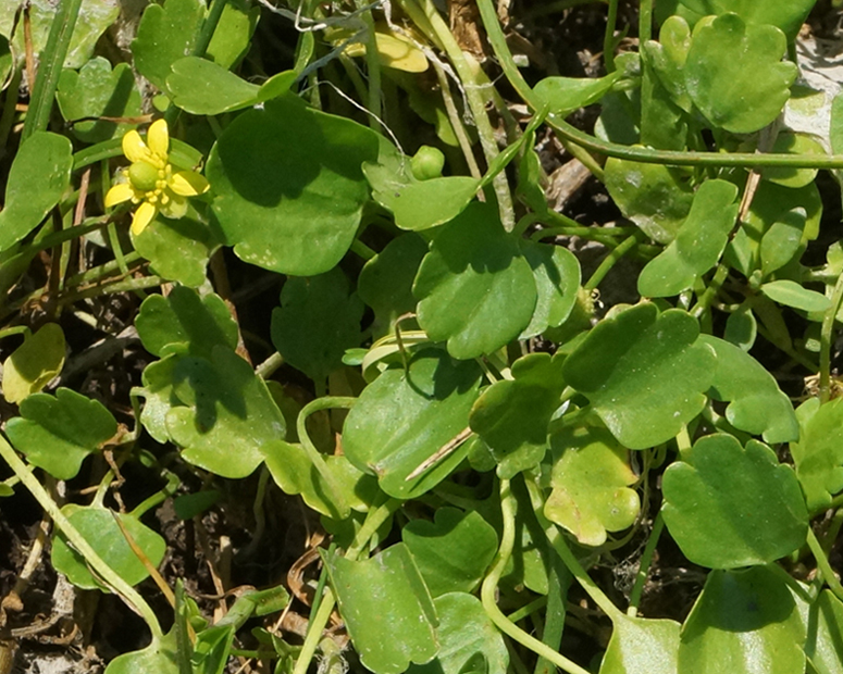 Image of Halerpestes sarmentosa specimen.