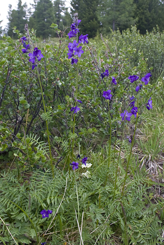 Изображение особи Polemonium caeruleum.