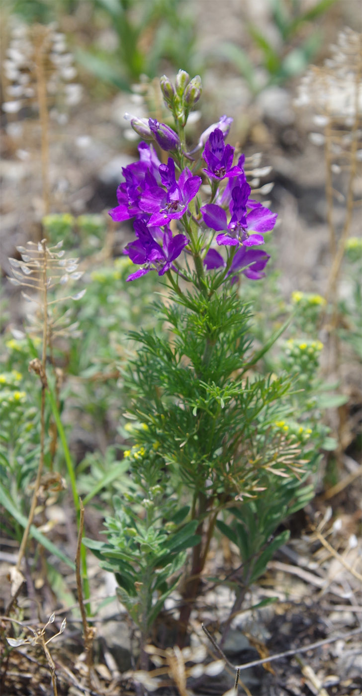 Image of Delphinium hispanicum specimen.