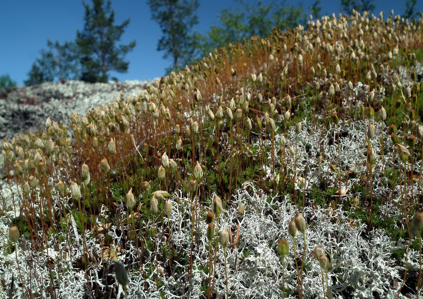 Image of Polytrichum strictum specimen.