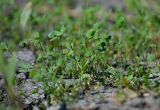 Marsilea aegyptiaca