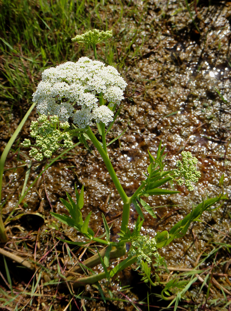 Image of Sium suave specimen.