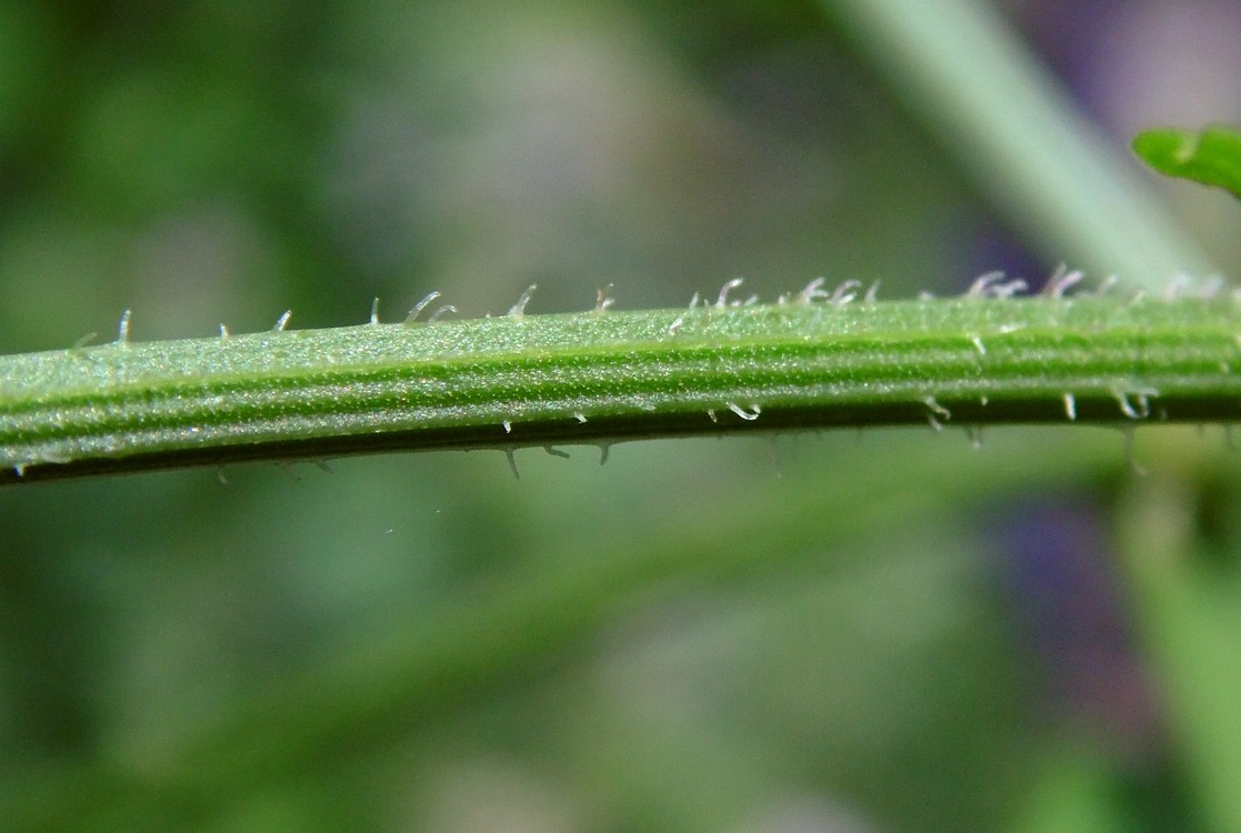 Image of Securigera varia specimen.