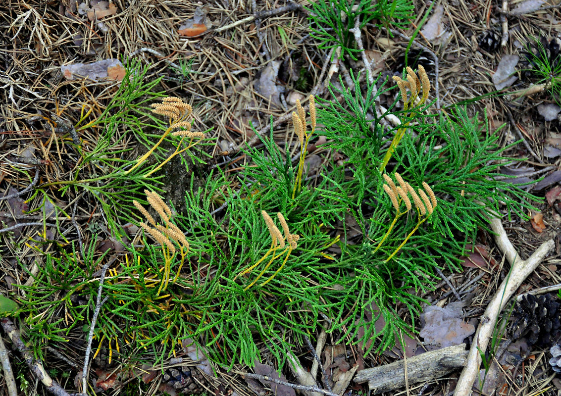 Image of Diphasiastrum complanatum specimen.