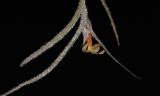 Tillandsia usneoides. Цветок на верхушке побега. Израиль, Шарон, г. Тель-Авив, ботанический сад тропических растений. 21.06.2016.