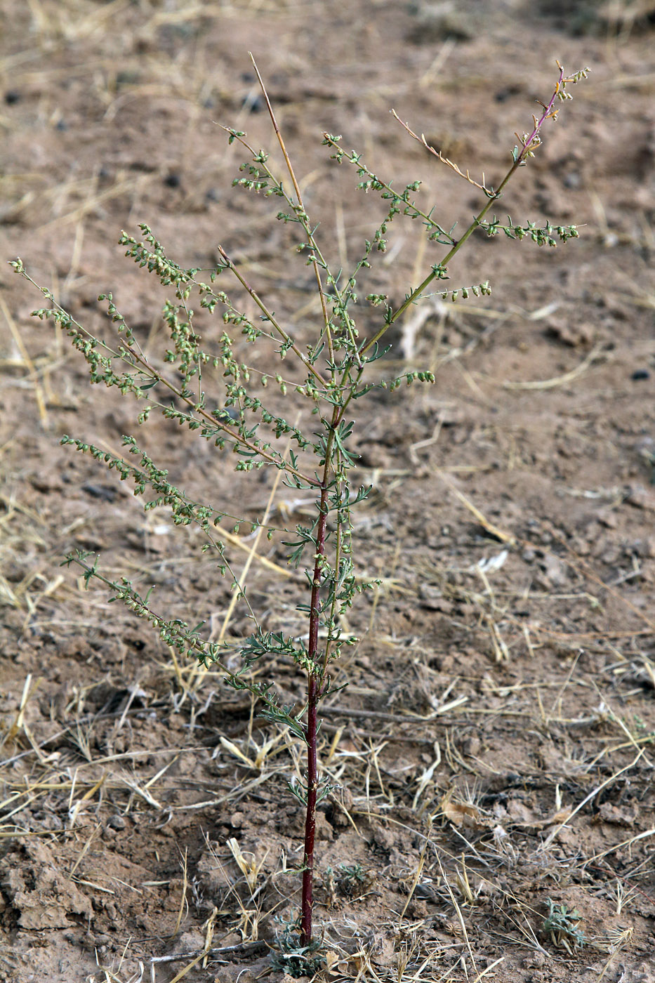 Image of Artemisia scotina specimen.