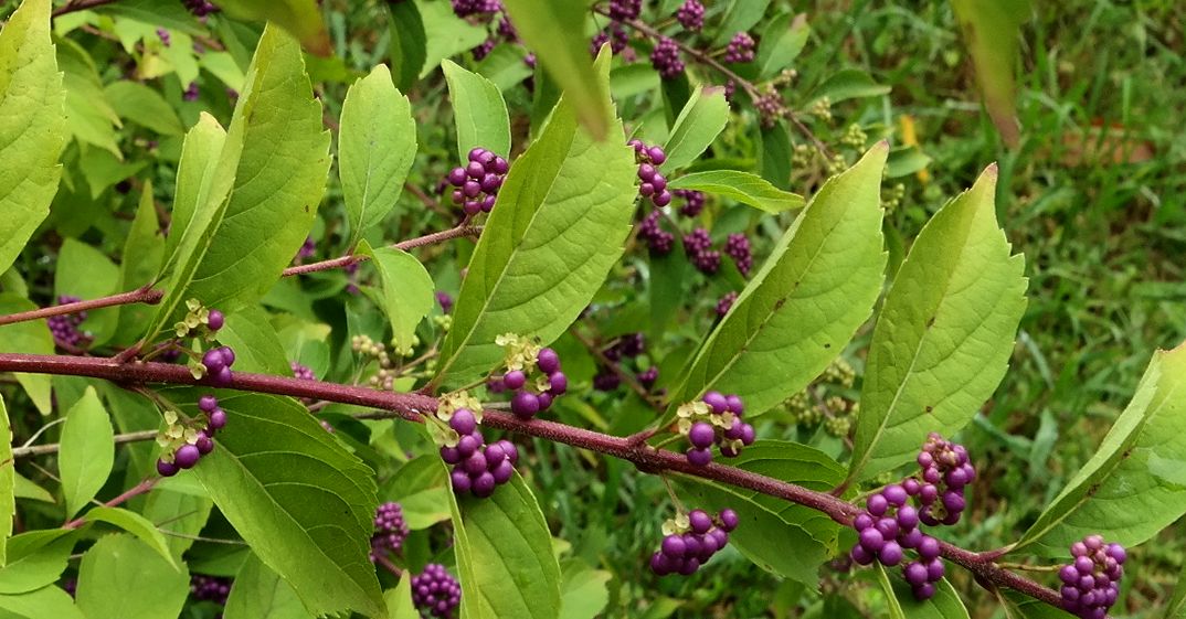 Image of genus Callicarpa specimen.