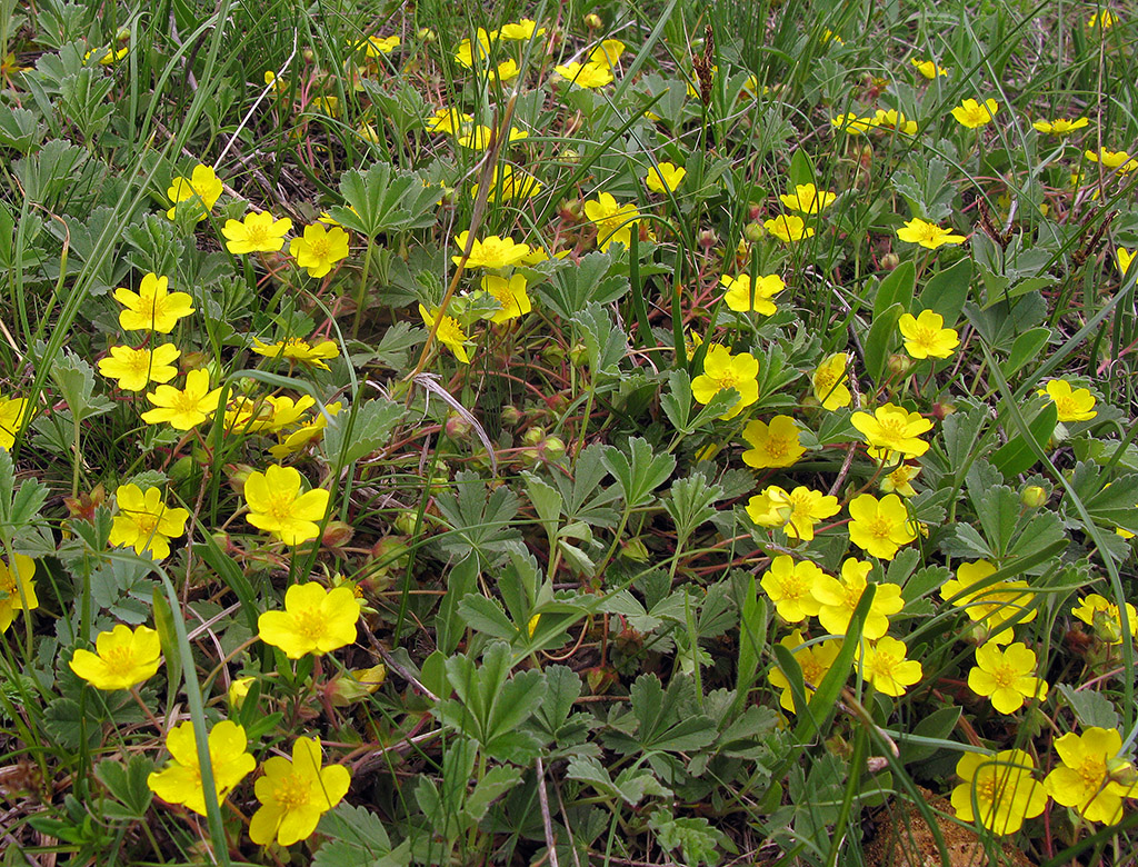 Изображение особи Potentilla incana.