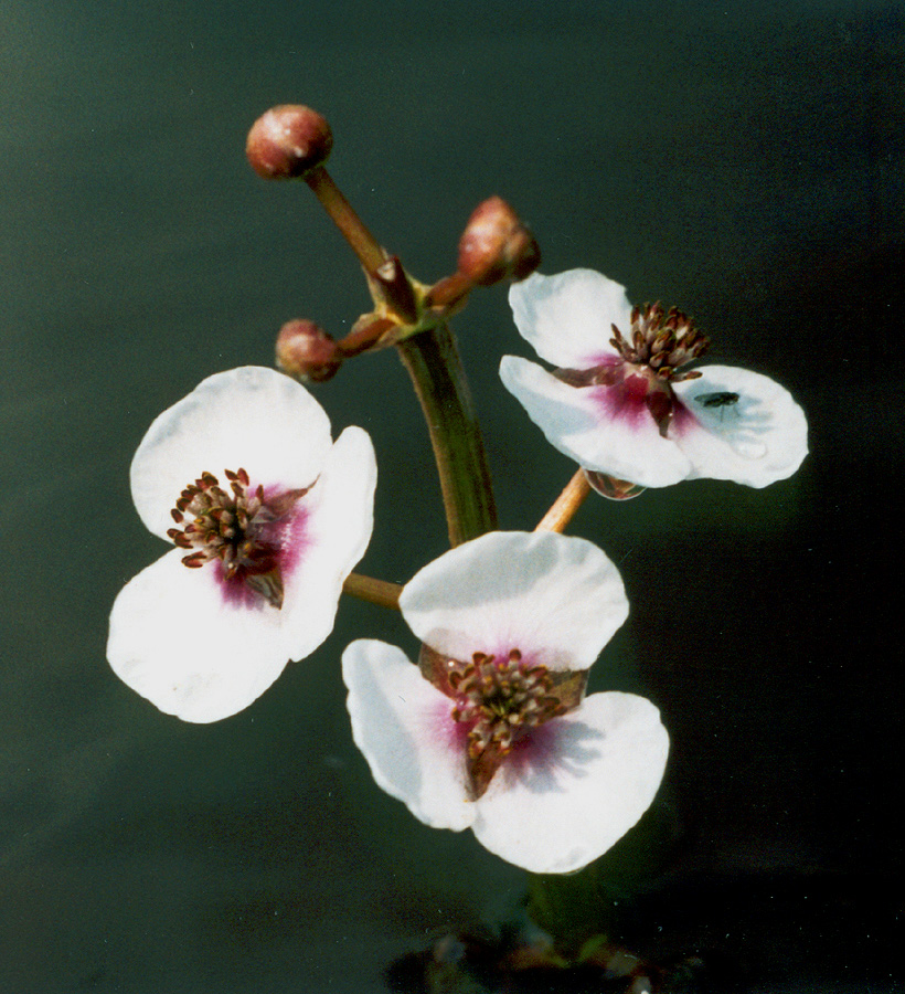 Image of Sagittaria sagittifolia specimen.