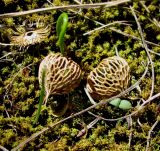 Crocus reticulatus