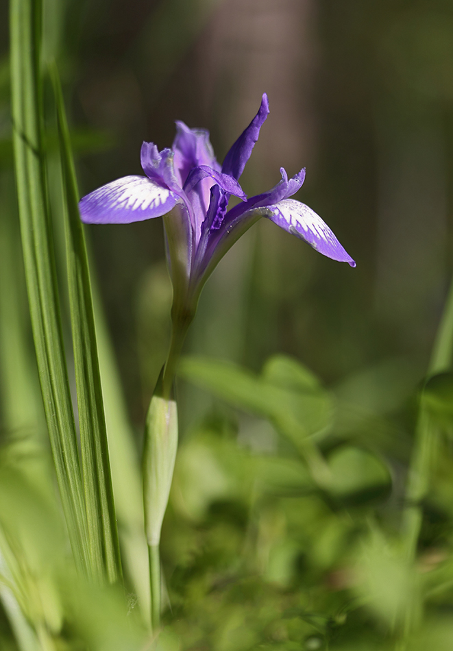 Изображение особи Iris ruthenica.