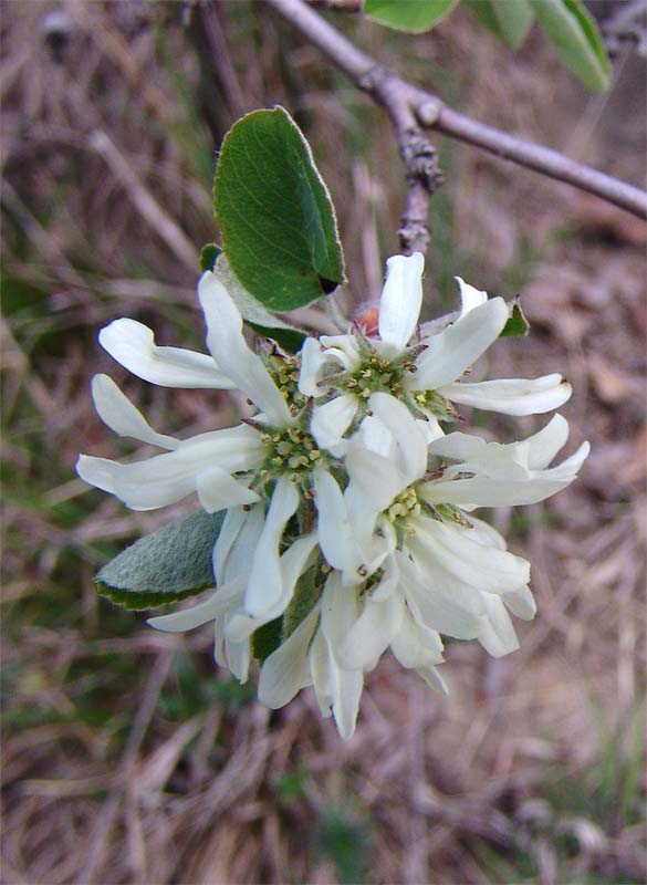 Image of Amelanchier ovalis specimen.