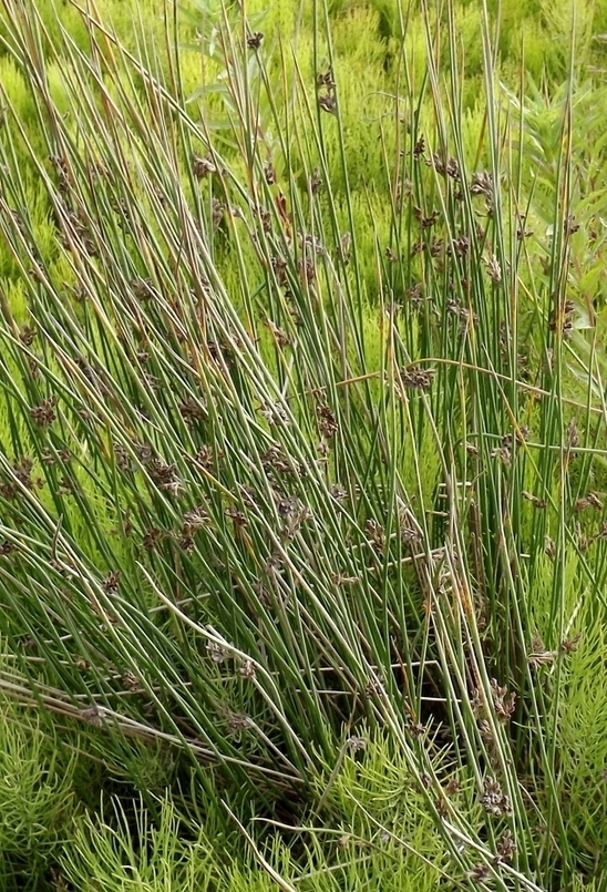 Изображение особи Juncus haenkei.