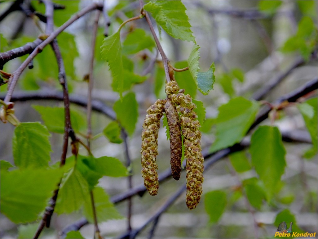 Image of Betula pendula specimen.