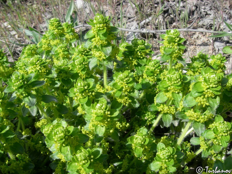 Изображение особи Cruciata laevipes.