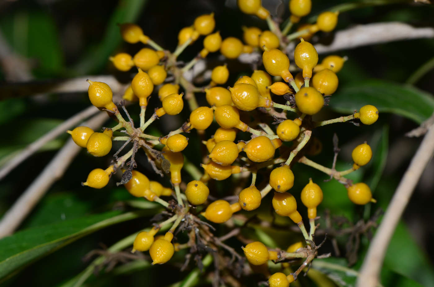 Image of Bontia daphnoides specimen.