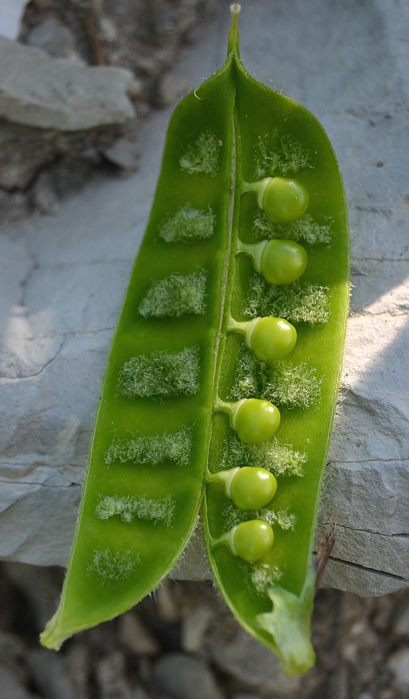 Image of Vicia narbonensis specimen.