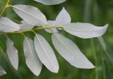 Salix phylicifolia. Верхушка ветви (вид на нижние стороны листьев). Кировская обл., г. Кирово-Чепецк, лесопарк. 07.07.2017.