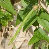 Vigna speciosa. Созревающий плод. Израиль, Шарон, г. Герцлия, ограда двора, в культуре. 20.05.2017.