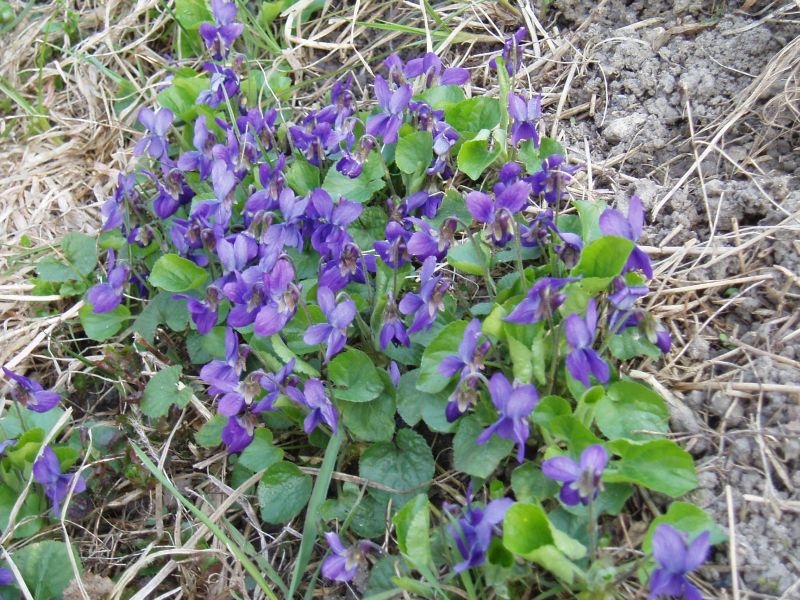 Image of Viola odorata specimen.