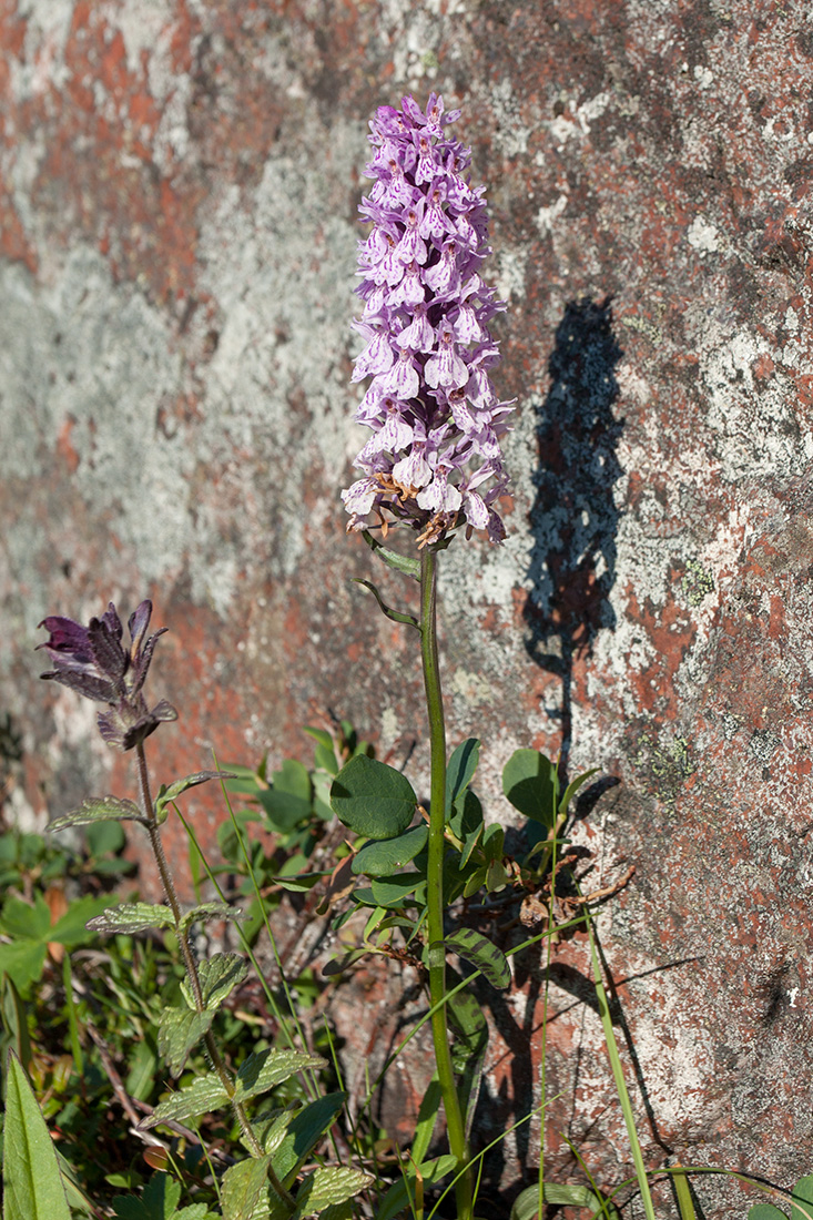 Image of Dactylorhiza psychrophila specimen.