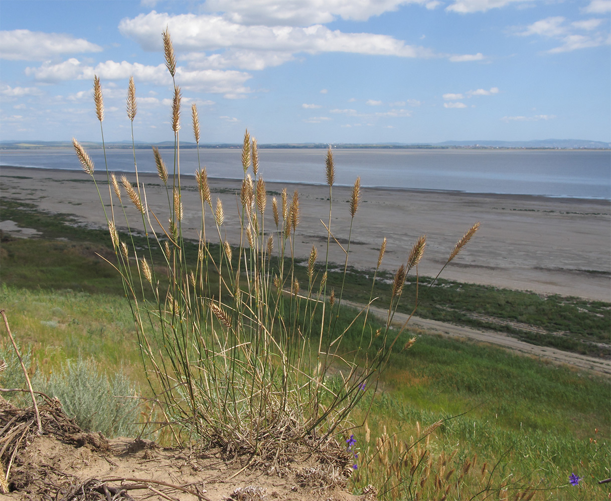 Image of Agropyron pectinatum specimen.