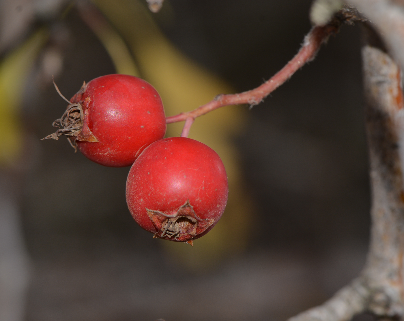 Image of Crataegus × sinaica specimen.