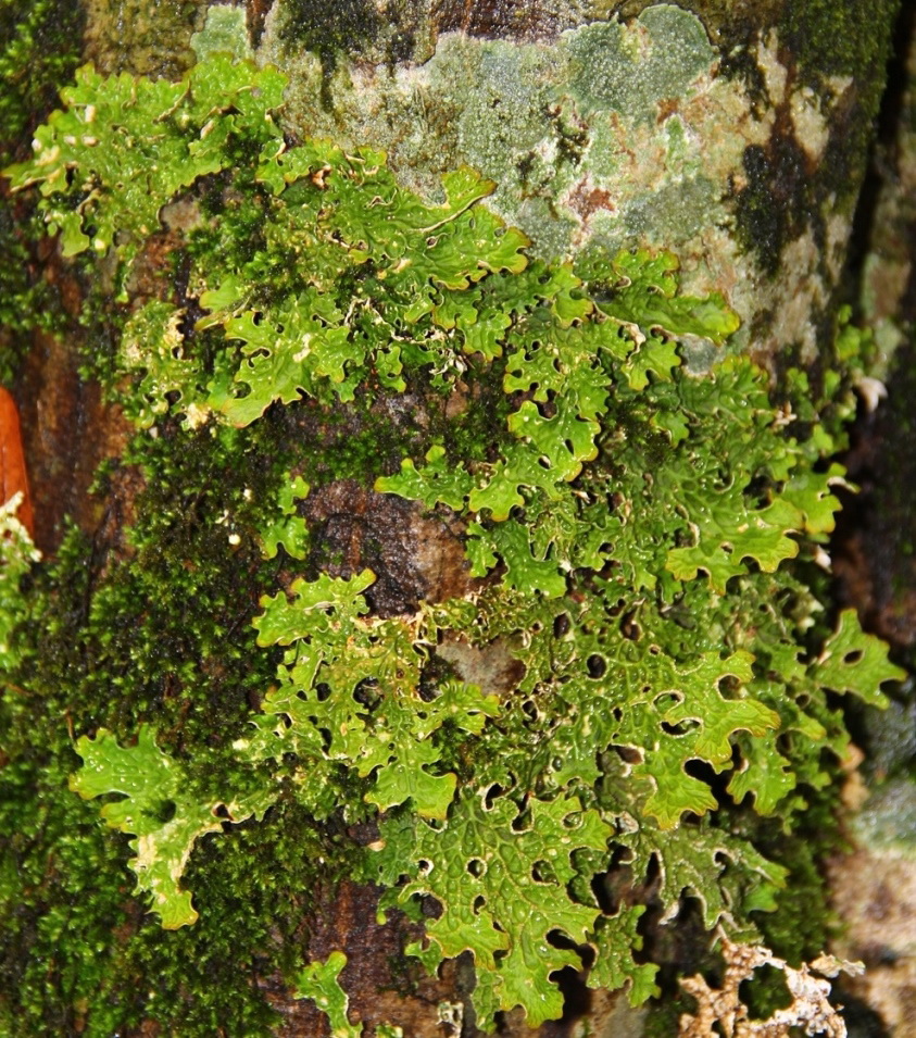 Image of Lobaria pulmonaria specimen.