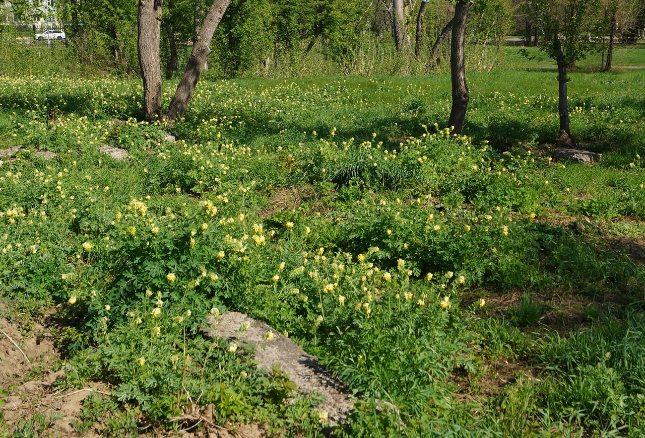 Изображение особи Corydalis nobilis.