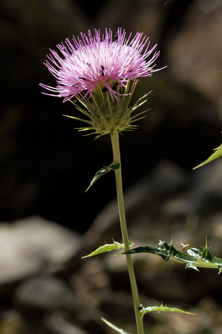 Image of Lamyropsis cynaroides specimen.