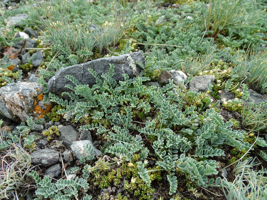 Image of Oxytropis polyphylla specimen.