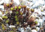 Polytrichum piliferum