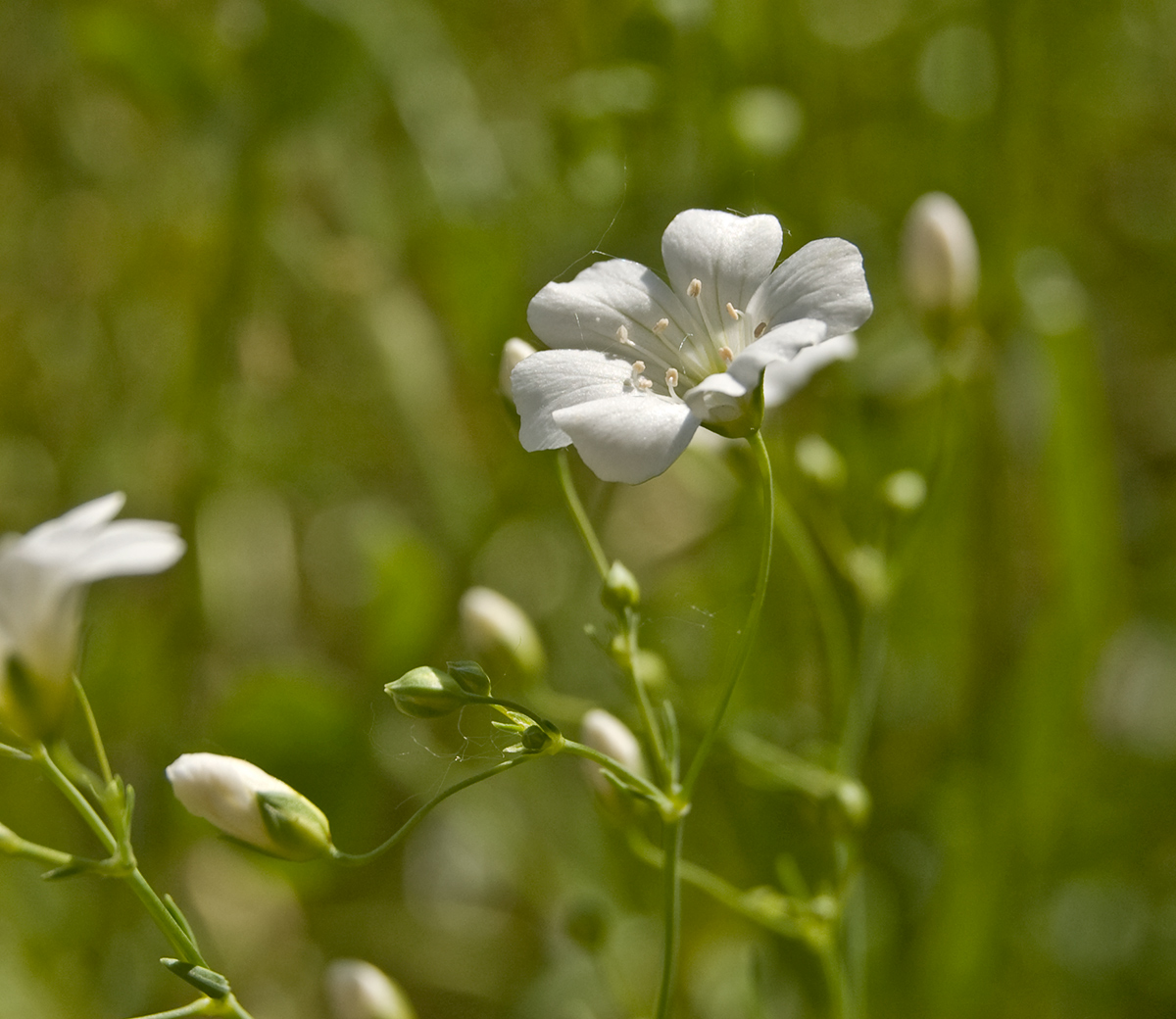 Image of Gypsophila elegans specimen.