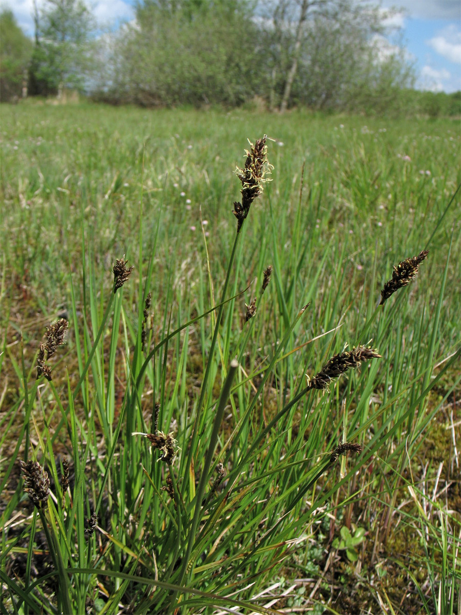 Изображение особи Carex disticha.