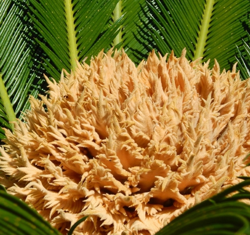 Изображение особи Cycas revoluta.