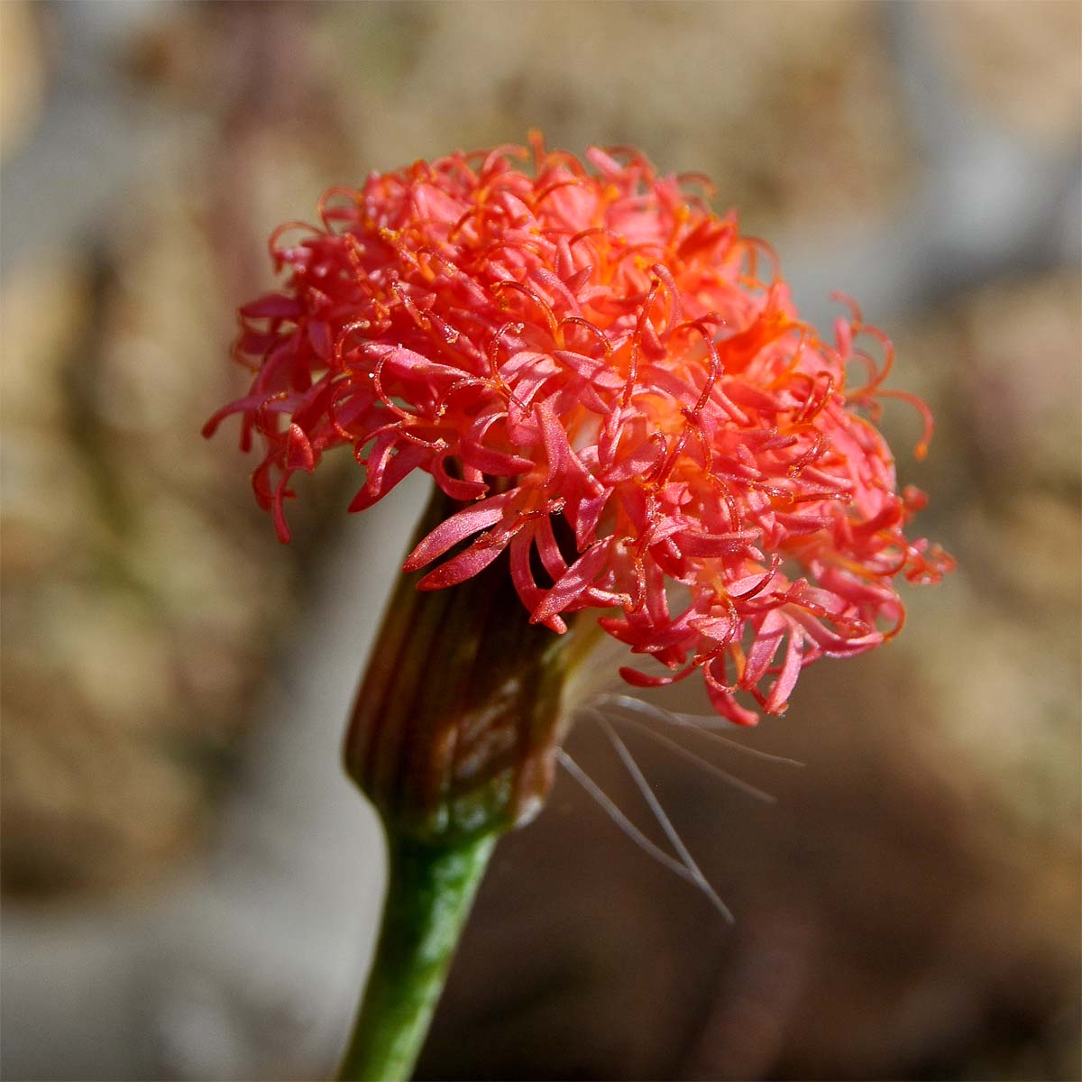 Image of Kleinia stapeliiformis specimen.