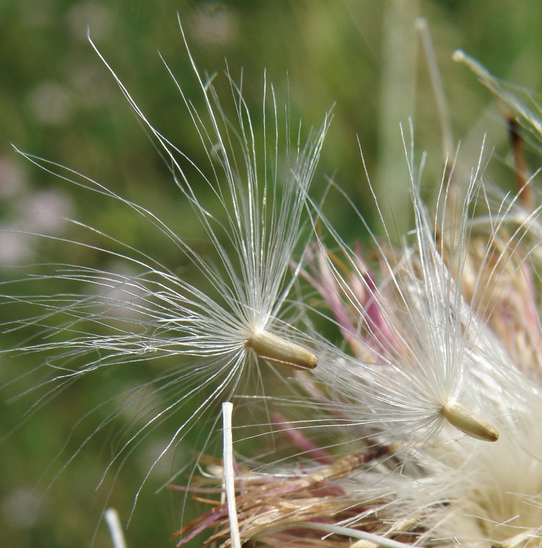 Image of genus Carduus specimen.