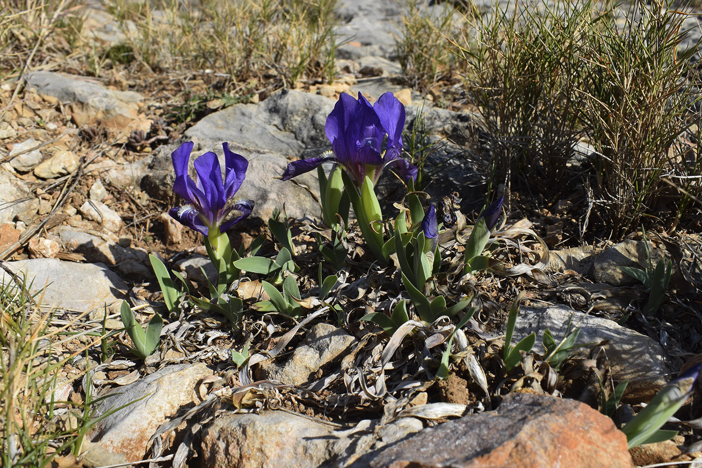 Image of Iris lutescens specimen.